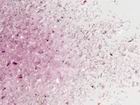 0150 Urobium Pink Opal - Premium